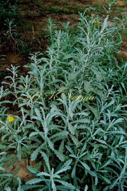  Plants